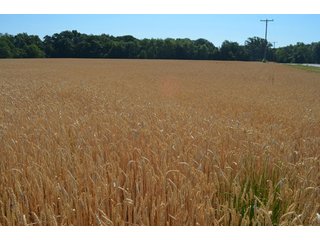Property photo 16 - 108 +/- Acres Offered in 2 Tracts - Land Auction